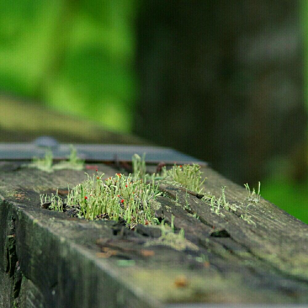 お出かけ先の画像 by ぴよだまりさん | お出かけ先とコアカミゴケと珍奇植物と帰省先