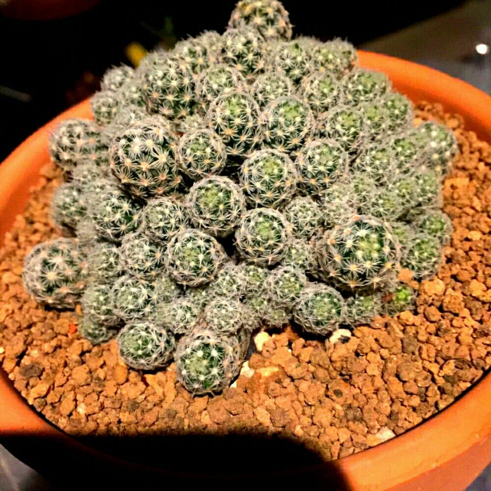 窓辺の画像 by 旬花~310 Gardening ~さん | 窓辺と多肉植物サボテンのお店とエスコバリア属 レーイとサボテン エスコバリア