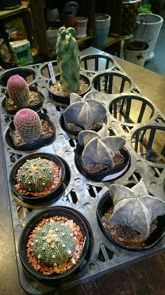 インテリアの画像 by エフクオーレ都島店さん | インテリアと多肉植物とサボテン科と植中毒と今日の一枚とカブト丸とランポー☆と白ランポーとセキノセレウス・紫太陽と福禄寿♪
