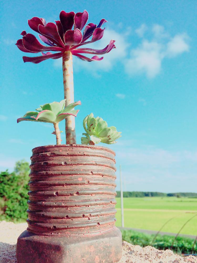 棚の画像 by まっつんさん | 棚と愛染錦と夕映えと黒法師と多肉植物と寄せ植えと初心者と夏に頑張る!!多肉植物コンテストと植中毒と茨城タニラー