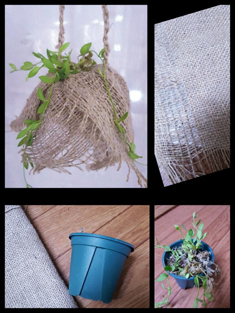 キッチンの画像 by *さん | キッチンとカンガルーポケットと植え替えと写真が好きとカンガルーポケット♪とうちの子と頑張れカンガルーポケット