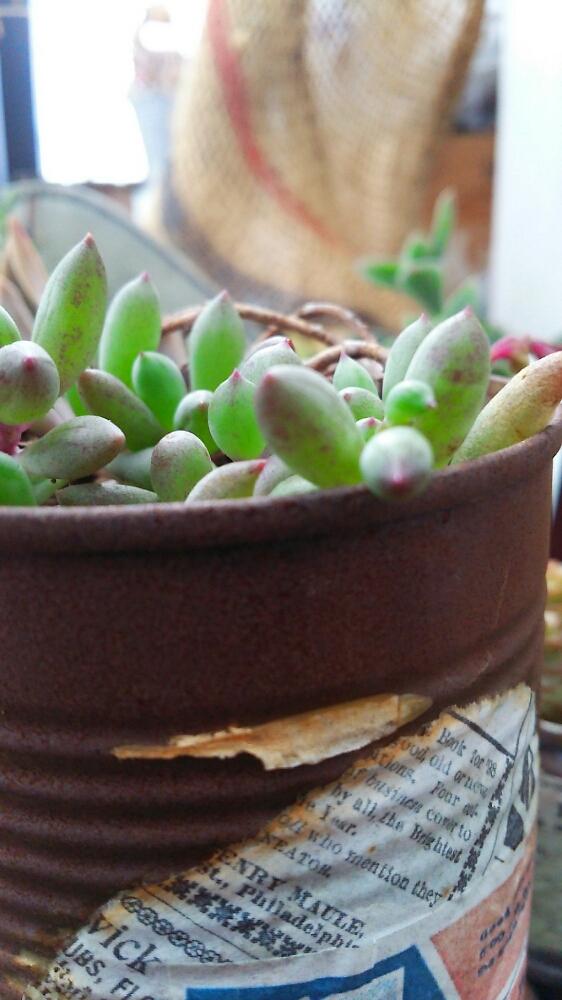 バルコニー/ベランダの画像 by Kaori♪さん | バルコニー/ベランダと多肉植物とわが家の多肉スペースと植中毒と今日の一枚と夏越し頑張るとナチュラルスタイル