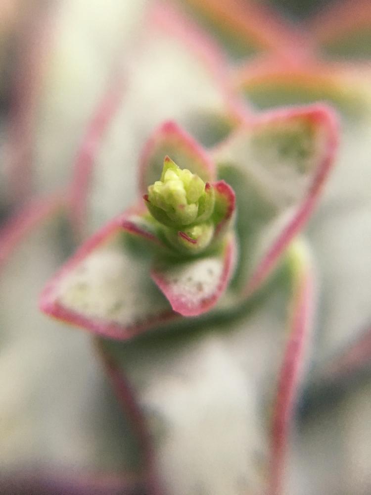 窓辺の画像 by 木蓮さん | 窓辺と多肉植物と元気の素と台風あっち行け!と頑張れ!とお花?とわが家の多肉スペースと台風接近とマイコレクションと夏に頑張る!!多肉植物コンテストと星乙女☆とキレイ色と秋の気配とジメジメ、飛んでけとナチュラルスタイルと室内に避難組