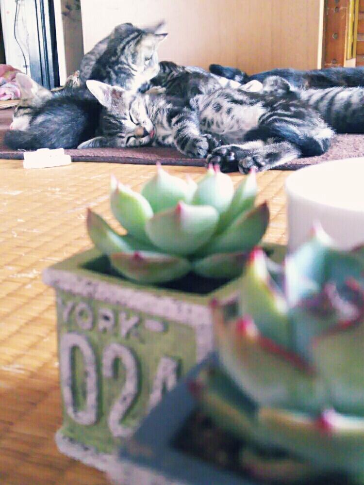 部屋の画像 by Koumeさん | 部屋と多肉中毒と多肉植物と我が家のニャンコとミニ多肉とニャンコ^._.^とわが家の多肉スペースとチワワエンシス☆と黒猫と植中毒と癒しにゃんこと癒し多肉ちゃんと癒し空間とエケベリア属とにゃんずに負けない!とあかちゃん