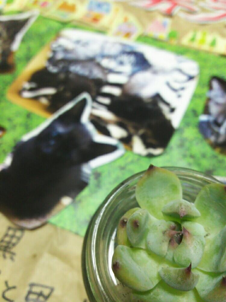 部屋の画像 by Koumeさん | 部屋と多肉中毒と多肉植物と桃太郎☆と我が家のニャンコとミニ多肉とニャンコ^._.^と黒猫と植中毒と癒しにゃんこと癒し多肉ちゃんと癒し空間とエケベリア属とにゃんずに負けない!とあかちゃん