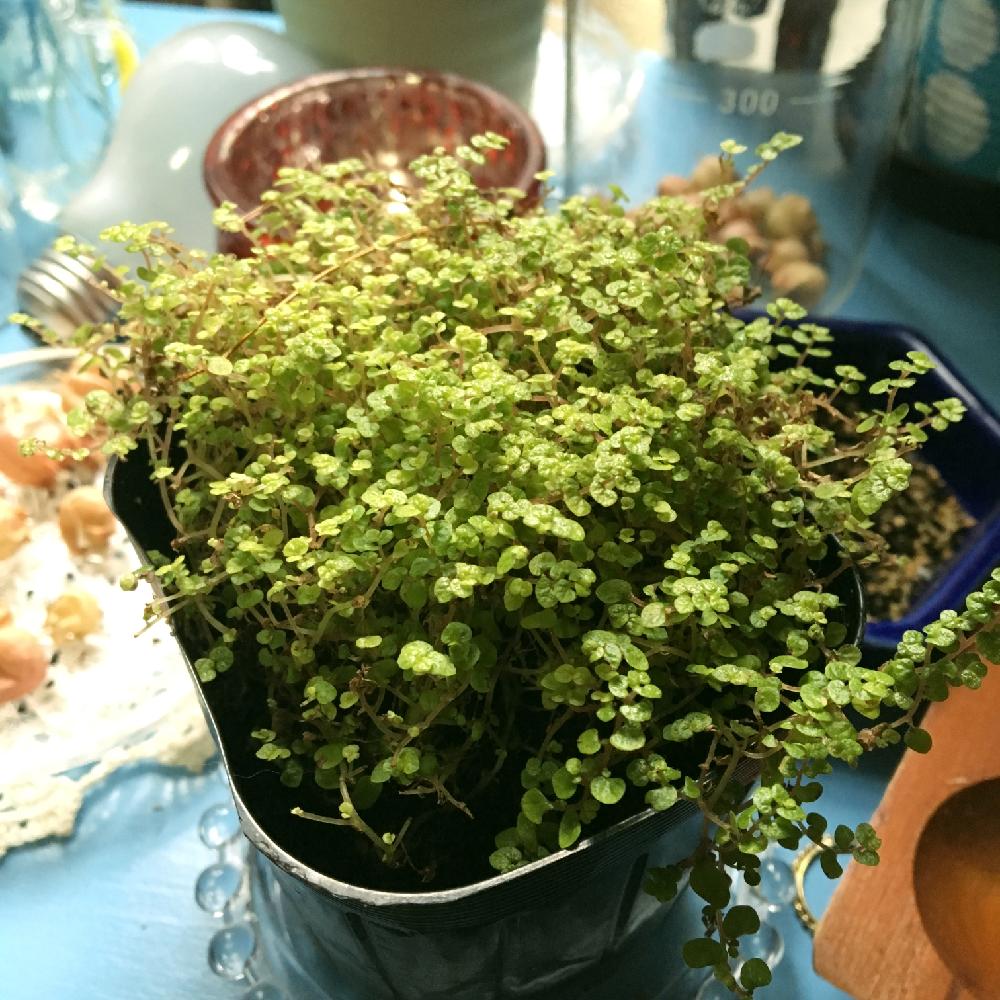 部屋の画像 by あなぐまさん | 部屋とベビーティアーズと植中毒と植欲満載!と成長記録と放置栽培