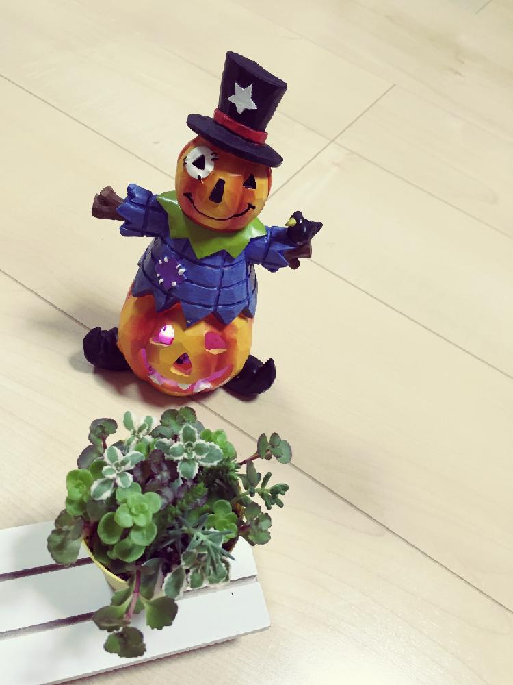 インテリアの画像 by haru❤︎(๑˃̵ᴗ˂̵)uta♬さん | インテリアとハロウィン❤︎かぼちゃと多肉寄せ植えと多肉植物とThe farm Universal茨木