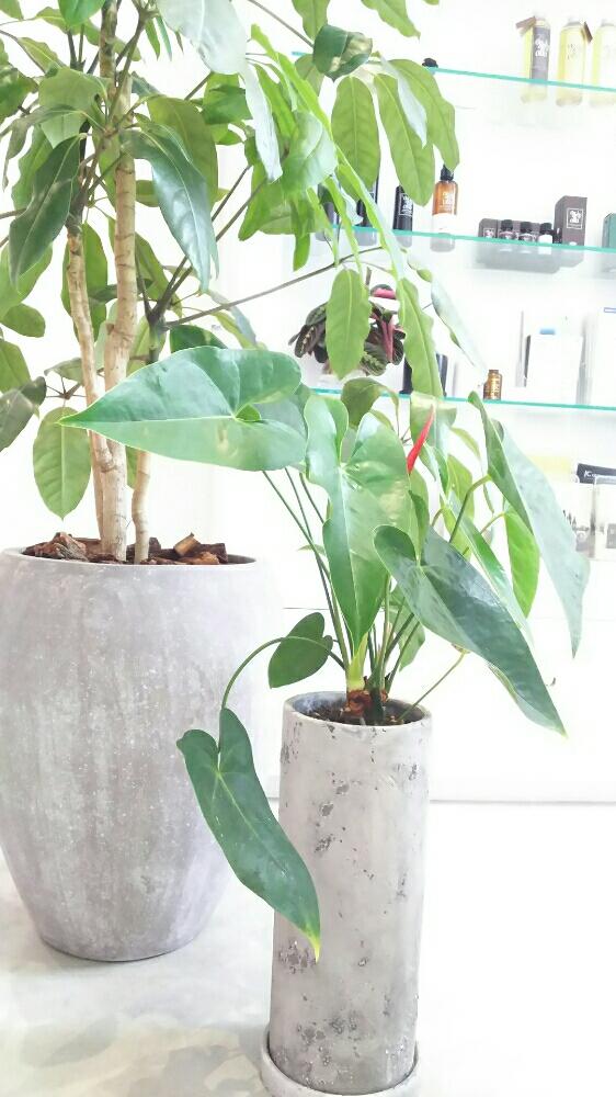 インテリアの画像 by Itokuさん | インテリアとアンスリウム☆と観葉植物と放置栽培と美容室と植中毒と今日の一枚とアンスリウム赤と成長記録とシックスタイルと新芽