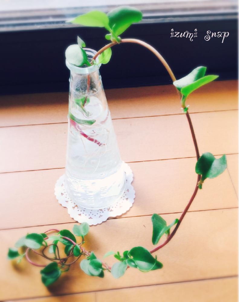窓辺の画像 by Izumiさん | 窓辺とおかわかめと成功( *˙ω˙*)و グッ!と楽しみ(*´˘`*)♡ときれいと植中毒と可愛いと おかわかめと美しい((๑✧ꈊ✧๑))と素敵(ㅅ´ ˘ `)
