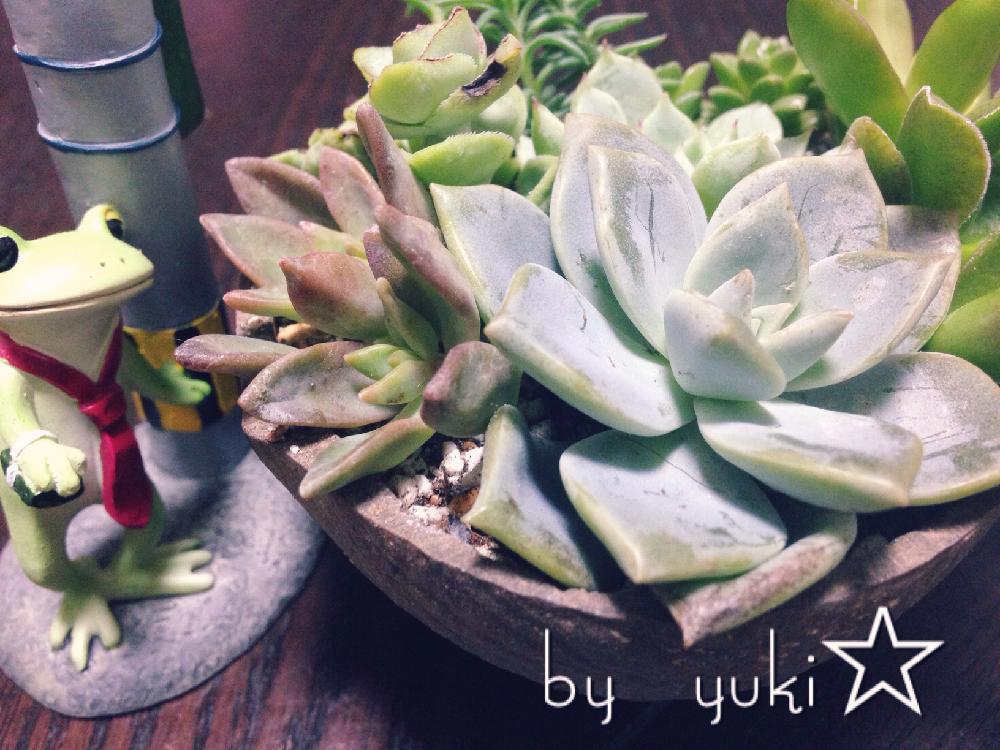 窓辺の画像 by ゆき⛄️さん | 窓辺とココナッツの殻と植中毒と多肉植物と寄せ植え