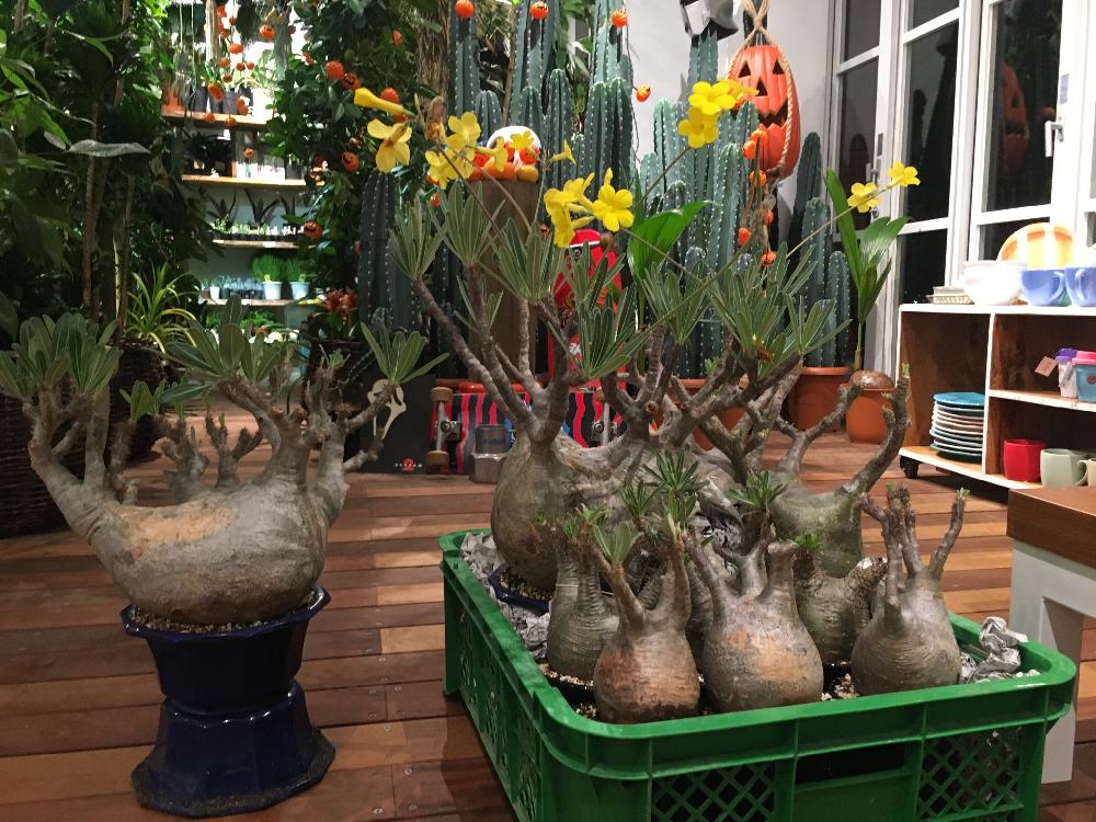 インテリアの画像 by 花屋誠一朗さん | インテリアとパキポディウム グラキリスと多肉植物とわが家の多肉スペースとハロウィン仮装と植物ジオラマと花自慢とコーデックスとテラリウムと冬の植物と植中毒と今日の一枚と今日のお花とエケベリア属と部屋の全景とブーケとかぼちゃのディスプレイとフラワーアレンジメントと珍奇植物と青山ファーマーズと男植物と暴れ多肉と万物創と六本木とシックスタイルとハロウィン装飾とフレッドシーガルと夏野菜と渋谷とバラを楽しむとビザールプランツとガンダムと俺の多肉植物と咲いた!