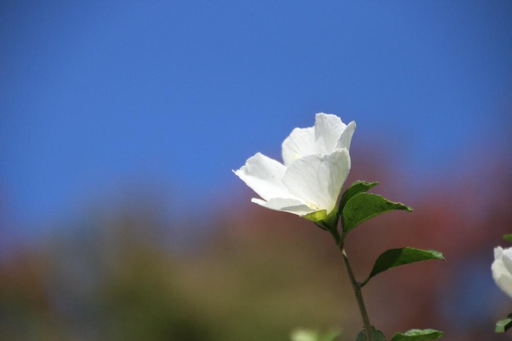 お出かけ先の画像 by yuki.Iさん | お出かけ先とムクゲと季節を感じる♪とお花を楽しむと楽しい散歩♪と花自慢といい色してる!ともう一枚と街を歩けばと秋なのに♪