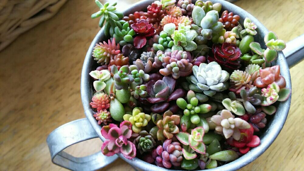 窓辺の画像 by yuuyuさん | 窓辺と多肉植物と寄せ植えとわが家の多肉スペースとマイコレクションと多肉植物寄せ植えと植中毒と成長記録とナチュラルスタイルと花のある暮らしとかわいいな♡と北海道と多肉初心者