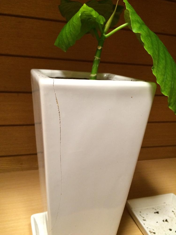 玄関の画像 by mindsさん | 玄関とウンベラータと初心者ですと観葉植物と鉢揚げと水挿しと今日の一枚
