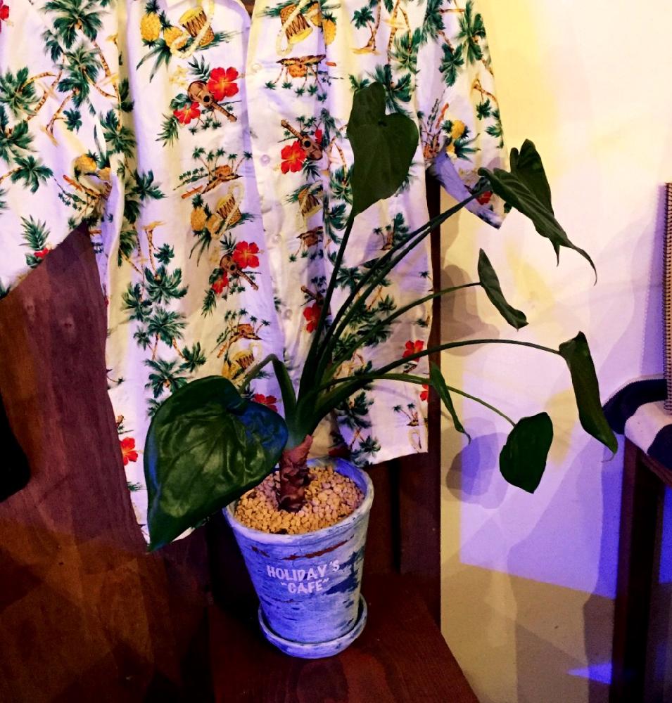 インテリアの画像 by yokoヽ(*´∀`*)ノさん | インテリアとクワズイモと観葉植物とマネしたいとボタニカルカフェとインテリアグリーン