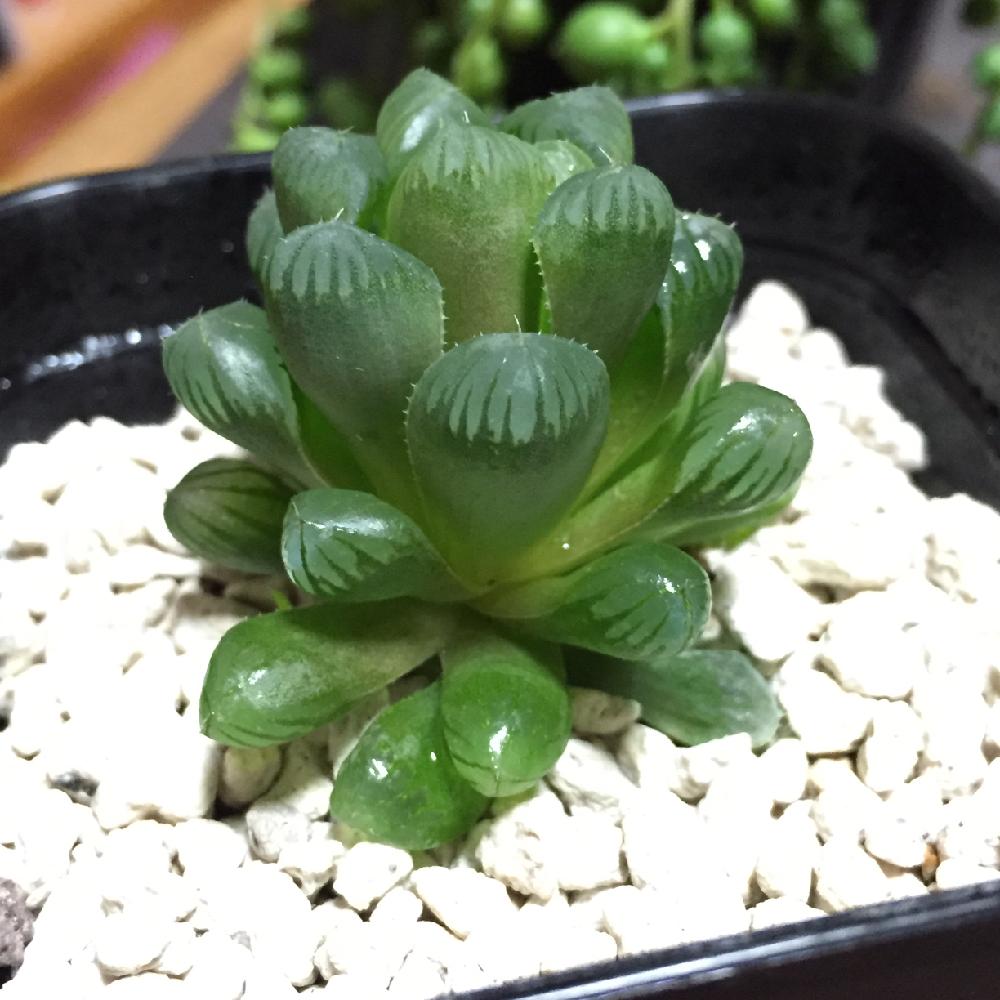 部屋の画像 by まかろんさん | 部屋とオブツーサと多肉植物と初心者ですとハオルチア属とお気に入りと葉焼け?
