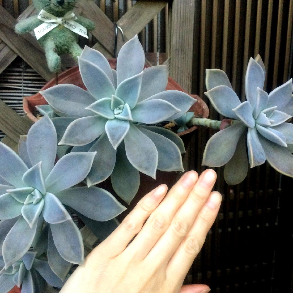 玄関の画像 by miki❄︎mikiさん | 玄関とグラプトペタルム 朧月と植中毒と暴れ多肉とわが家の多肉スペースと多肉植物