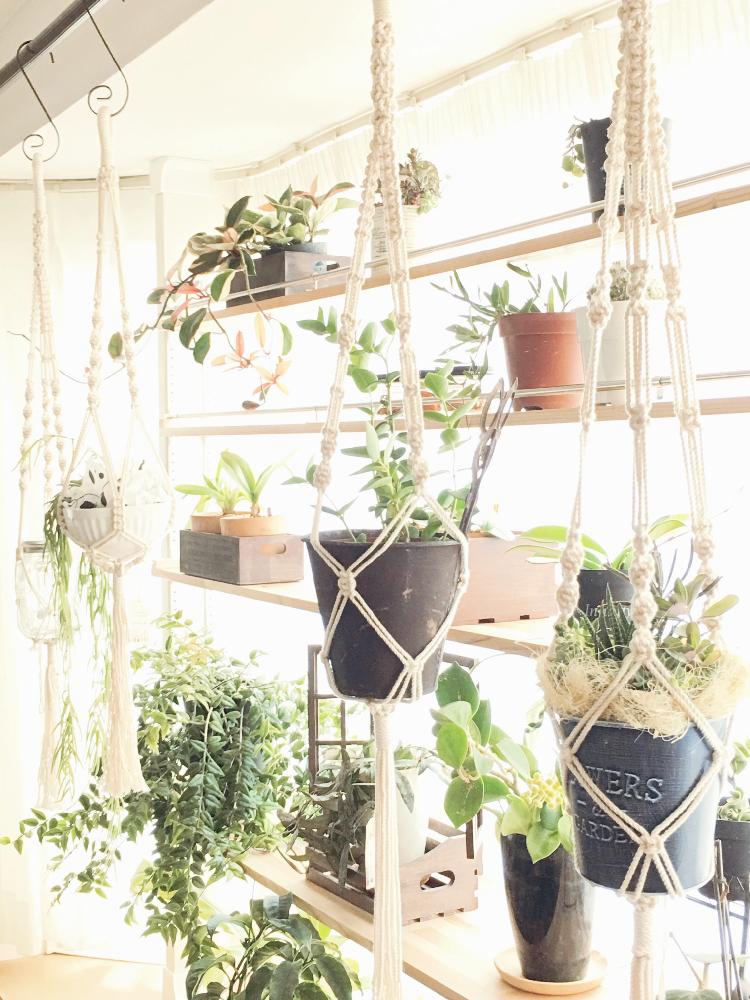 窓辺の画像 by tupi*さん | 窓辺と多肉植物の寄植えとホヤ キョウチクトウ(ガガイモ)科と棚DIYと手作りと窓辺の植物たちとディアウォールとハンドメイド作品とDIY棚とプラントハンガーと鉢植えとDIYとプラントハンギングとハンドメイドとプラハンとプラントハンギングコンテストとminne(ミンネ)とcreema(クリーマ)とHappyMenuCreate