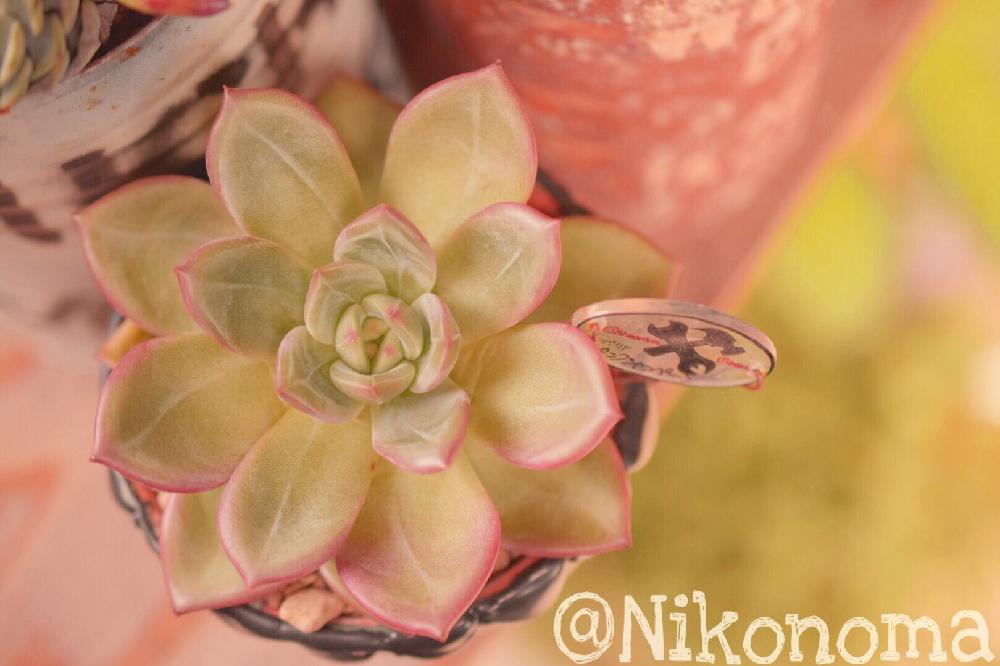 玄関の画像 by Nomachanさん | 玄関と多肉植物とJUNK Gardenとわが家の多肉スペースと多肉のある暮らしと植中毒と今日の一枚と強い子に育って欲しいと笑顔の源と癒し空間とエケベリア属と朝のタニパトとエケベリア・ピンクシャンペーンとウォーターマークとMAUEcollectionとウォーターマーク萌え