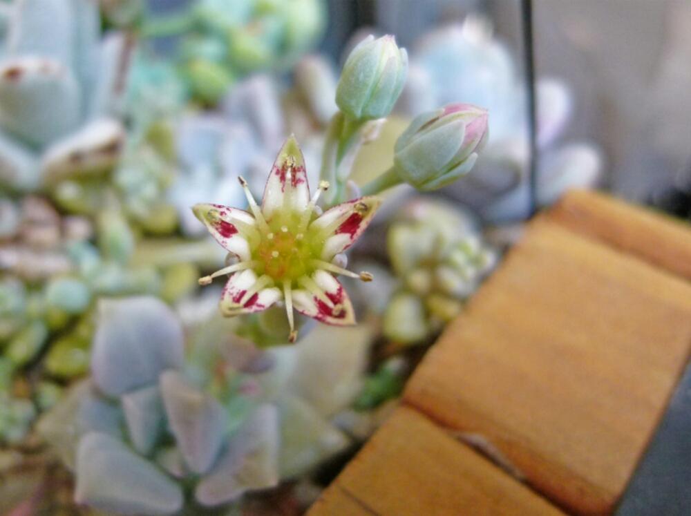 バルコニー/ベランダの画像 by Nanaさん | バルコニー/ベランダと多肉植物と多肉の花と寄せ植えと今日の一枚と今日のお花
