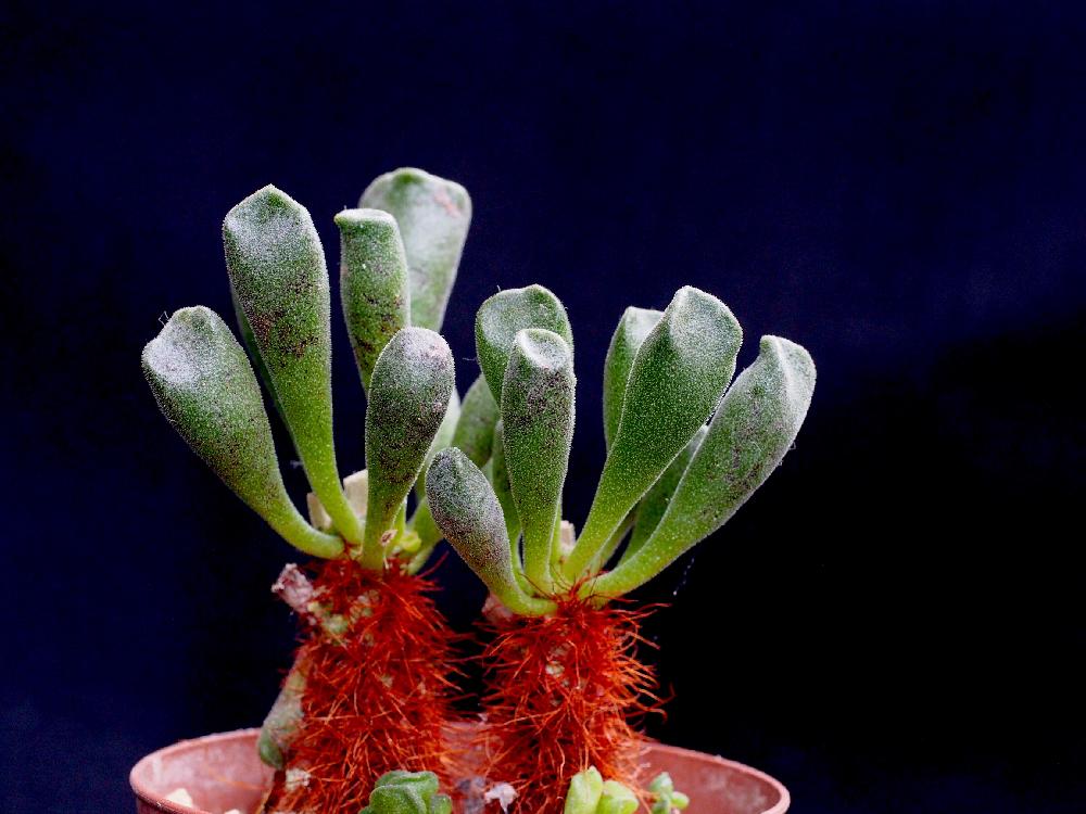 小さな庭の画像 by Tenさん | 小さな庭とショーンランディーとAdromischus cristatus v. schoenlandiiと多肉植物とTen'sアドロとE-PL6と成長記録とアートなTen写と珍奇植物とビザールプランツとアドロミスクス