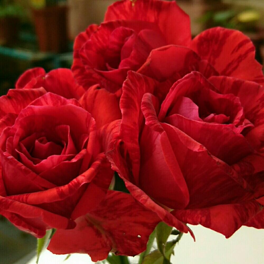 バルコニー/ベランダの画像 by クリシェさん | バルコニー/ベランダと絞りの薔薇と薔薇とレッドインテューションとバラとバラを楽しむとシボラーと絞りのバラとロザリアンとStripe Roseと南側ベランダとバラ 鉢植えとデルバールと薔薇のある暮らしと斑女子