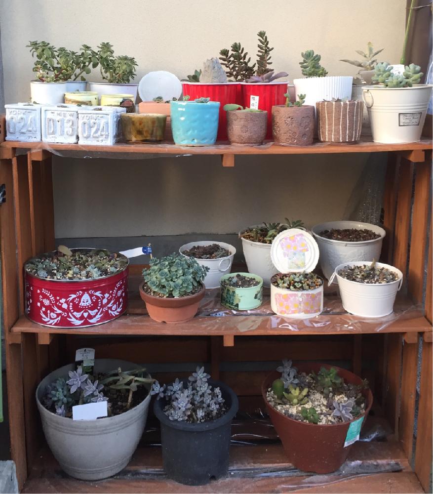 棚の画像 by Atsukoさん | 棚と多肉植物と寄せ植えとお気に入り♡とわが家の多肉スペースと植え替えと植中毒と多肉ちゃん中毒と鉢植えと葉挿し