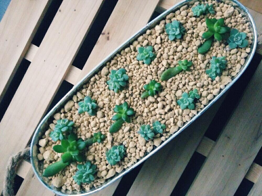 棚の画像 by m.-.mさん | 棚と白牡丹と星の王子と多肉植物と多肉植物葉挿しと植中毒と多肉の子供と3コインズ