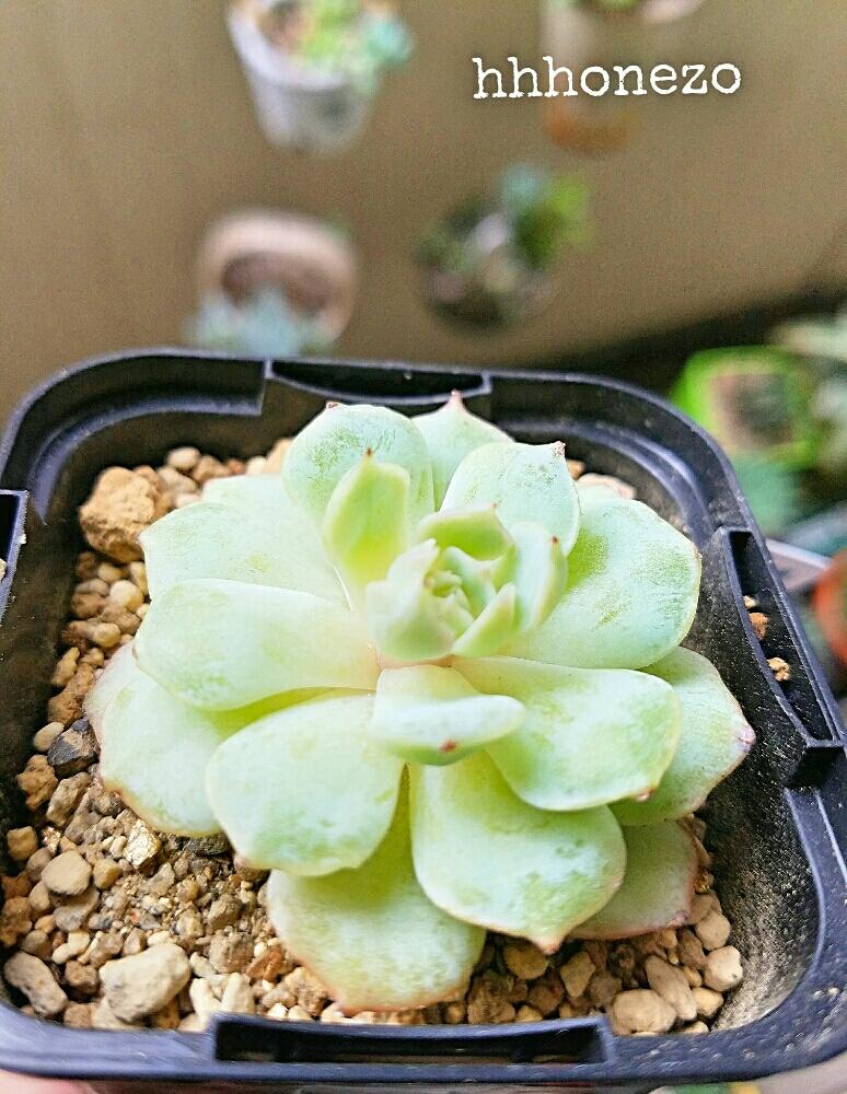 バルコニー/ベランダの画像 by おね蔵さん | バルコニー/ベランダと多肉植物と多肉大好きとわが家の多肉スペースと植中毒とlierさん苗とイードンスノー♡とタニラーと珍奇植物とlove succlentと多肉植替え