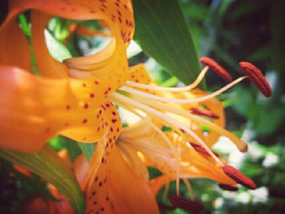 お出かけ先の画像 by pieni_sayaさん | お出かけ先とオニユリとご近所さんの植物とお散歩写真と今日のお花もどきとお花とひらひらとやっぱりこういう花が好きと接写