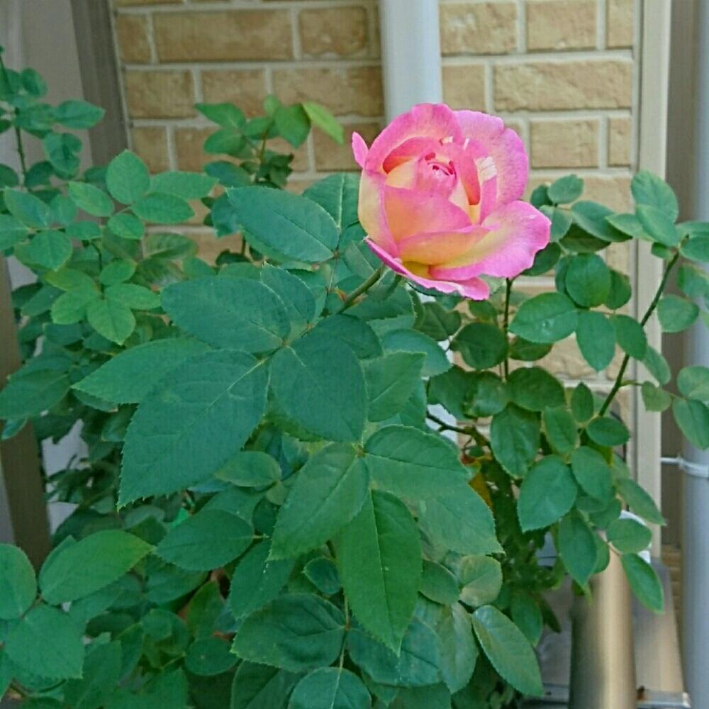 バルコニー/ベランダの画像 by クリシェさん | バルコニー/ベランダとバラと薔薇と絞りの薔薇とマルクシャガールと絞りのバラとStripe Roseとバラ 鉢植えとデルバールとロザリアンと薔薇のある暮らしとバラを楽しむとシボラーと南側ベランダと斑女子