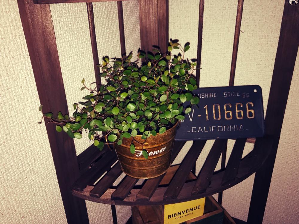 部屋の画像 by soraさん | 部屋とワイヤープランツと観葉植物と風水と初心者とリビングと新入りさん