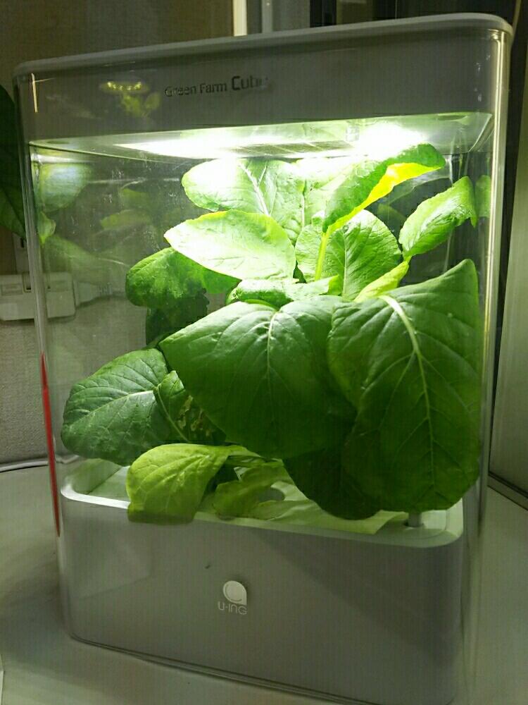 部屋の画像 by プチベジさん | 部屋とコマツナとグリーンファームとライトとGreen farmとモシャモシャと暴れ植物と今日の一枚と水耕栽培と葉野菜と水耕栽培機とLED
