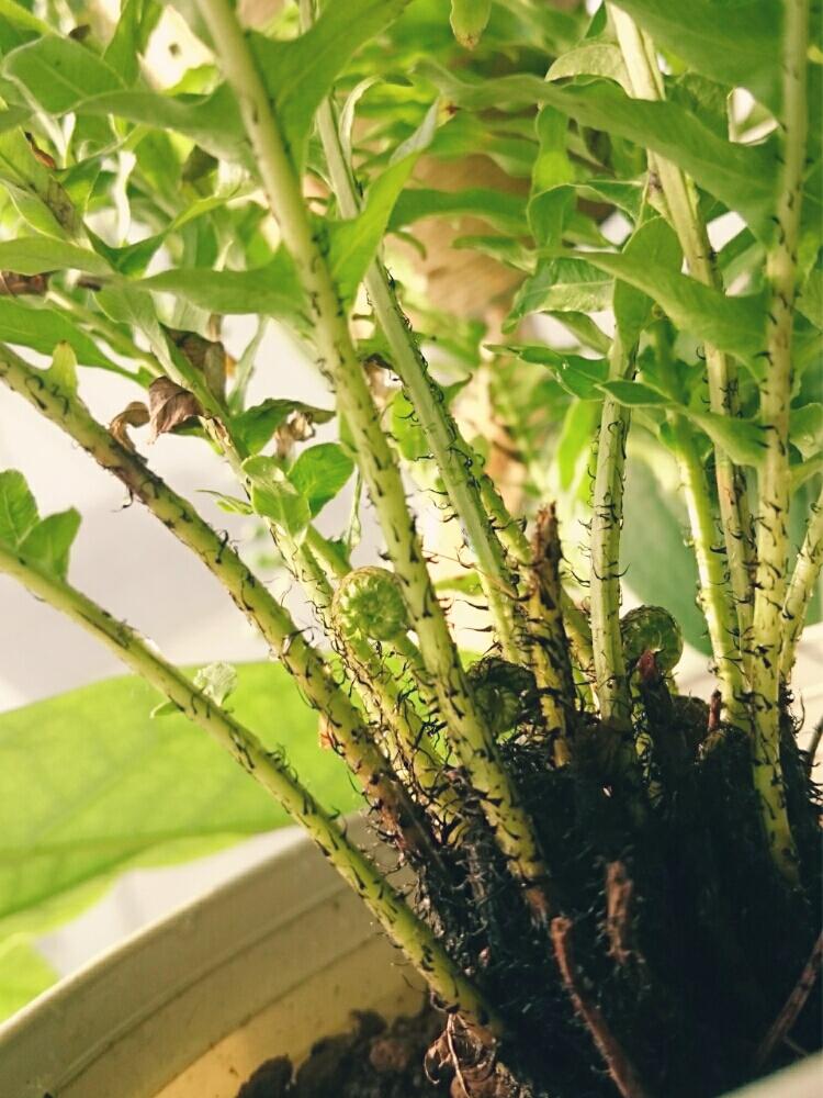 窓辺の画像 by **雅**さん | 窓辺とブレクナムギッバムとブレクナム属と観葉植物と植中毒とシダ植物と珍奇植物とインテリアグリーンとシダ系