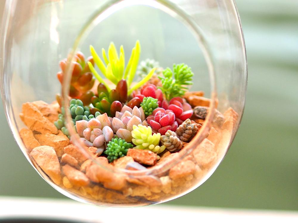 小さな庭の画像 by Tenさん | 小さな庭とセダムと多肉植物と多肉の寄せ植えと寄せ植えと紅葉する多肉とTen'sセダムと多肉植物寄せ植えとセダム寄せ植えとテラリウムと植中毒と今日の一枚とテラリウムコンテストとセダム寄植えとセダムミックスと成長記録とアートなTen写と多肉寄せ植えとTen's寄せ植え