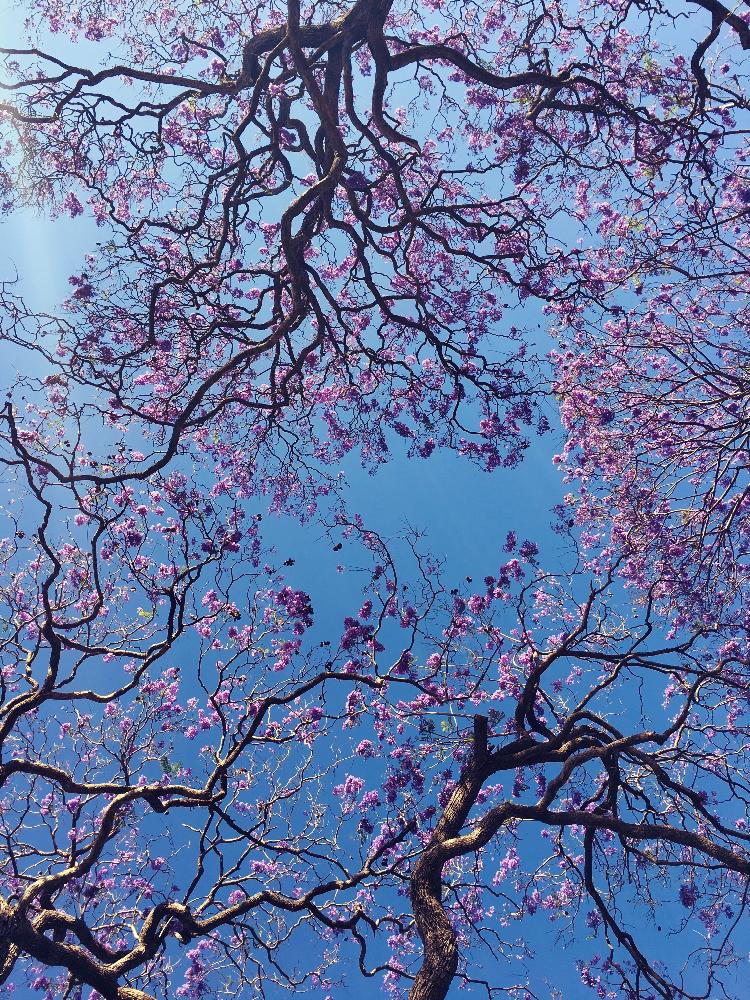 お出かけ先の画像 by sussex roadさん | お出かけ先とJacarandaとジャカランタとムラサキの花と見上げるとと ジャカランダと綺麗と見納めかな