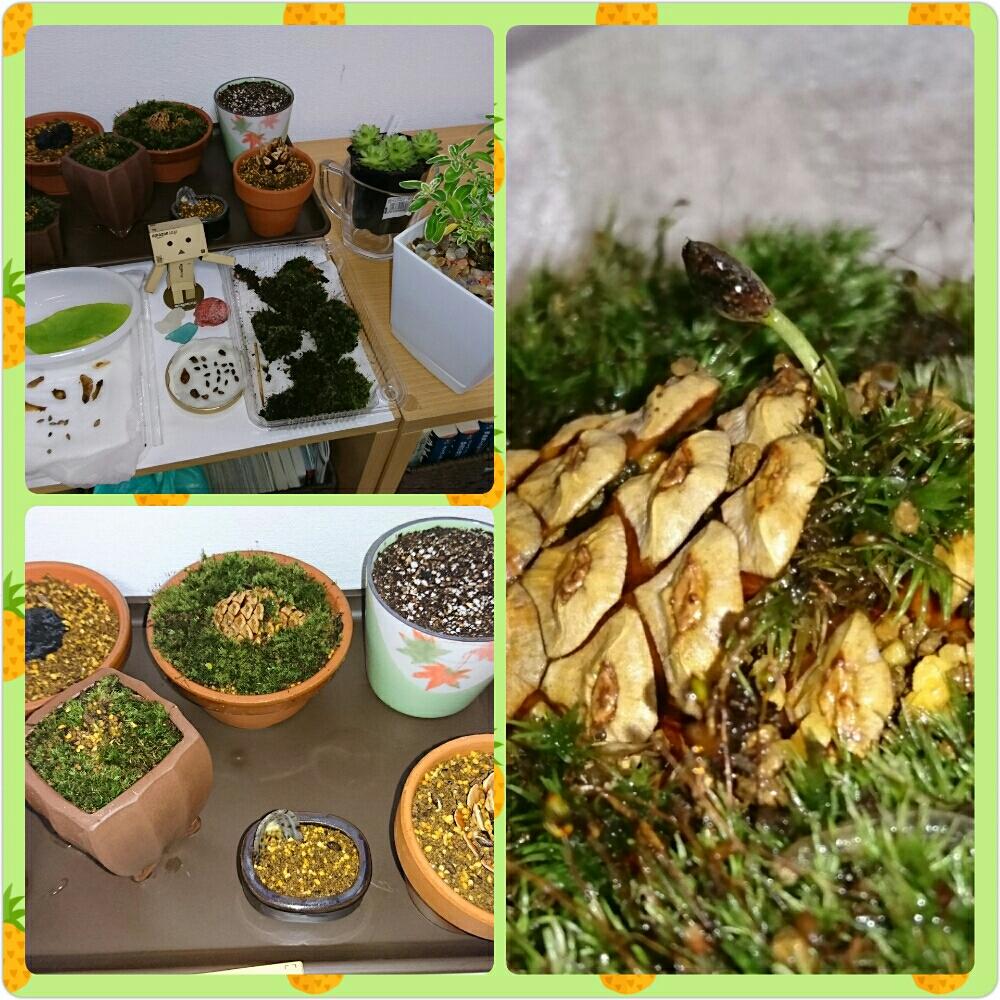 棚の画像 by k-zk3939さん | 棚と多肉植物と松ぼっくり盆栽とビックリ!!と松ぼっくりから種と松ぼっくり観察日記とお気に入り♡と植中毒と今日の一枚とミニ盆栽と部屋の全景と頑張って根っこ出してま~す!と盆栽とグローイングエンバース