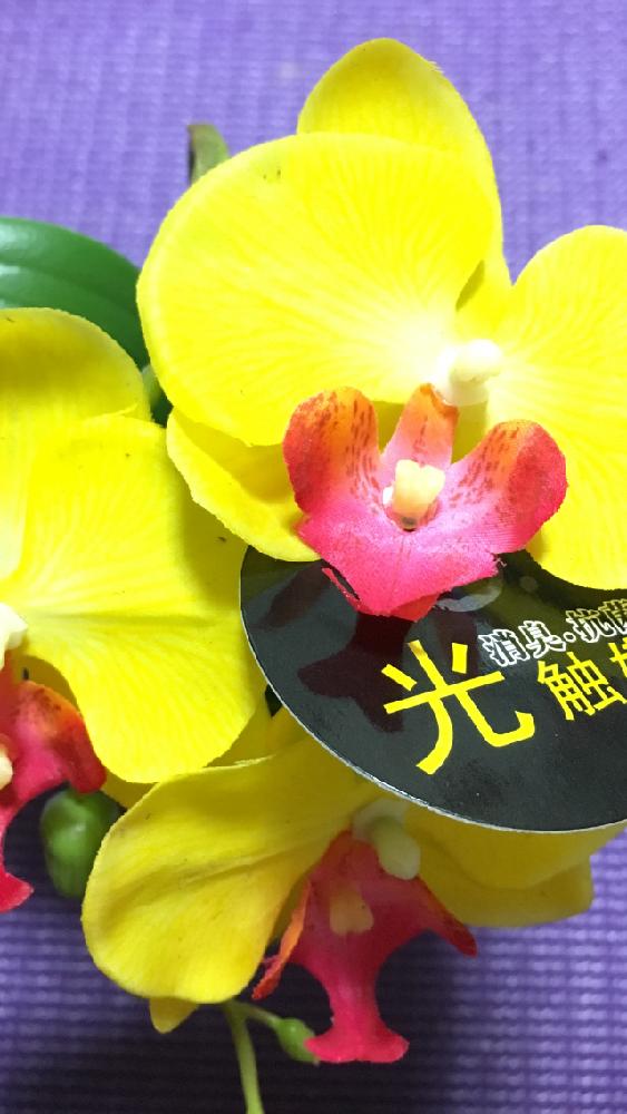 部屋の画像 by 花が好きさん | 部屋とミニモニ倶楽部と消臭、抗菌と本物ではないけどと今日のお花と光触媒❣️と良いかもしれないと効果
