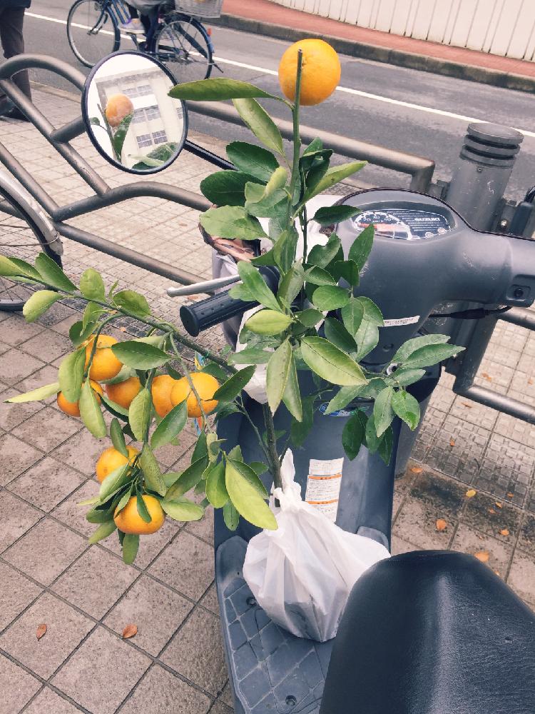 お出かけ先の画像 by haru❤︎(๑˃̵ᴗ˂̵)uta♬さん | お出かけ先と温州みかんと植物からパワー❣️ともりもり目指してがんばれ〜〜❣️と太陽カモーン☀️と甘くなぁ〜〜れ♡とモリモリ計画と連れてきてしまったとバンザーイƪ(•̃͡ε•̃͡)∫ƪ(•̃͡ε•̃͡)∫ƪ(•̃͡ε•̃͡)∫とみかん好きなんだもんと来年もいっぱい生ってねと植中毒と今日の一枚とみかんの木とナチュラルスタイルと秋…とおいしくなぁ〜れとマダム倶楽部51°と癒し♡