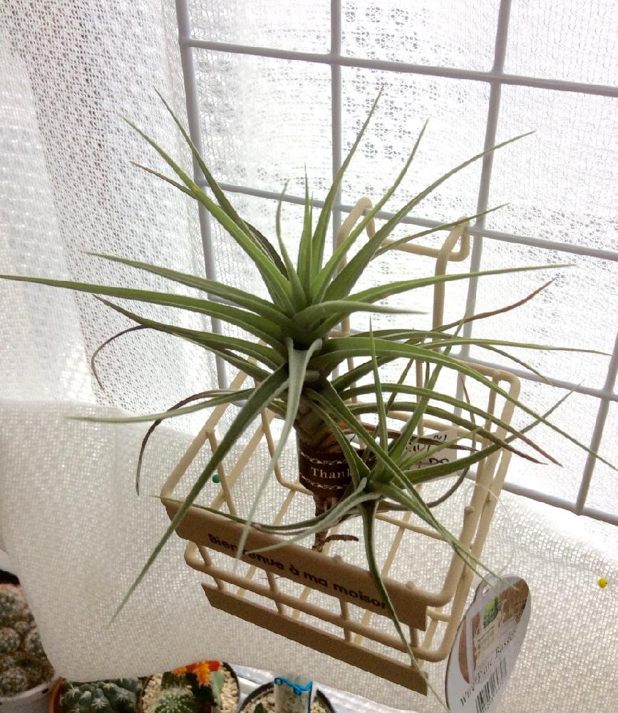 窓辺の画像 by megumiさん | 窓辺とベルゲリと多肉植物とわが家の多肉スペースと植中毒とチランジア属とエアープランツ/チランジアと着生植物コンテスト