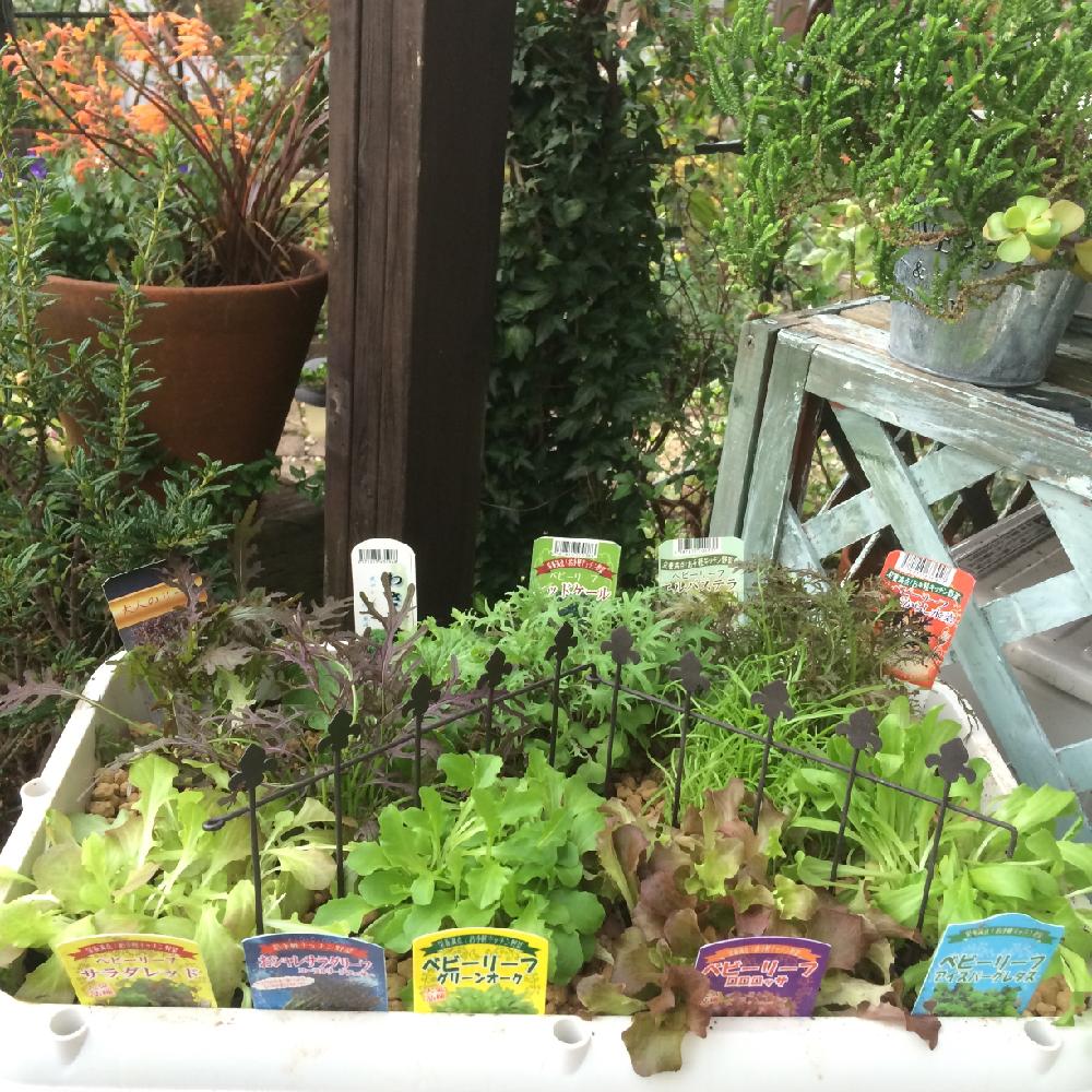 小さな庭の画像 by amiさん | 小さな庭とベビーリーフと植物のある暮らしと家庭菜園と手作りの庭と食べられる植物のフォトコンテストとガーデニングと花のある暮らしとami's garden