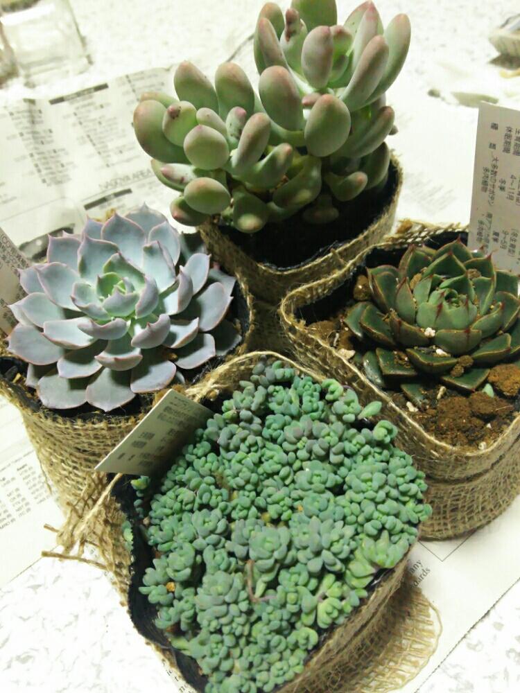 部屋の画像 by Koumeさん | 部屋と多肉中毒と多肉植物とミニ多肉と植中毒と癒し多肉ちゃんと癒し空間とエケベリア属とにゃんずに負けない!とあかちゃん