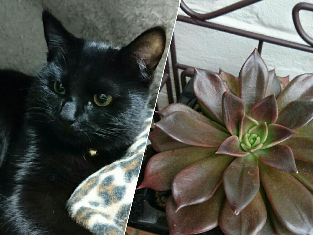 小さな庭の画像 by ☆tantan☆さん | 小さな庭と多肉植物と猫様❤と愛すべきブラック❤と可愛い相棒❤と猫と葉っぱ☆とイケメン❤とカッコいい❤と好きな色❤と私の宝物~❤と猫愛❤とかわいい❤
