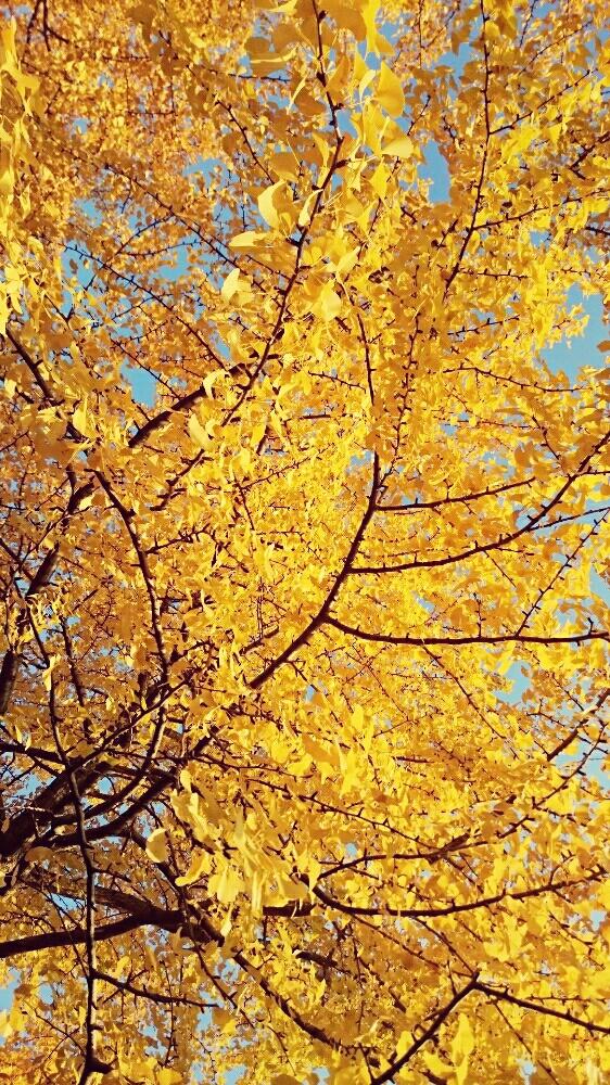 お出かけ先の画像 by **雅**さん | お出かけ先とイチョウと紅葉(こうよう)と植中毒と猿江恩賜公園