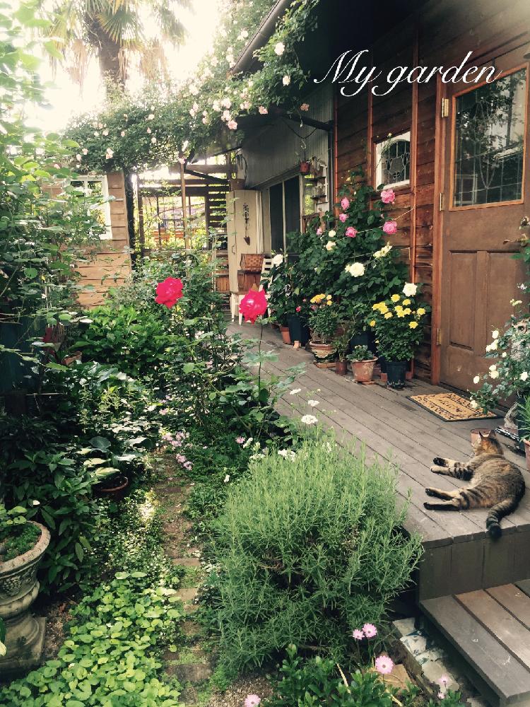 玄関の画像 by tanasaさん | 玄関と自慢のMyGardenコンテストと『バラ』コンテスト