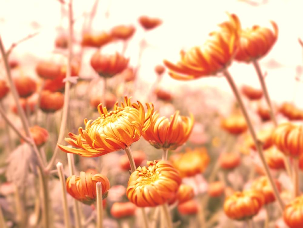 畑の画像 by Je suis…さん | 畑とWow.farmとジュエルマムとMum.とマムと食用菊とキクと愛知とamour.と豊橋と好きな色とお気に入りとJe suis… ,verte.と植中毒と好き♡と食べられる植物のフォトコンテストとTrès bien!と奇跡の一枚コンテスト