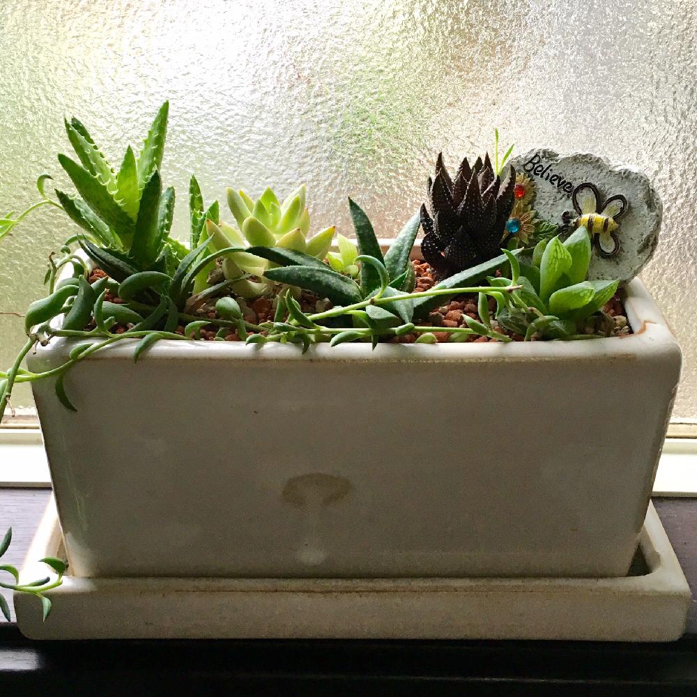 キッチンの画像 by さっちゃんさん | キッチンと多肉植物と多肉ベビーとハオルチア属とミカヅキネックレス❤︎とハオルチア 鷹の爪と不夜城アロエ