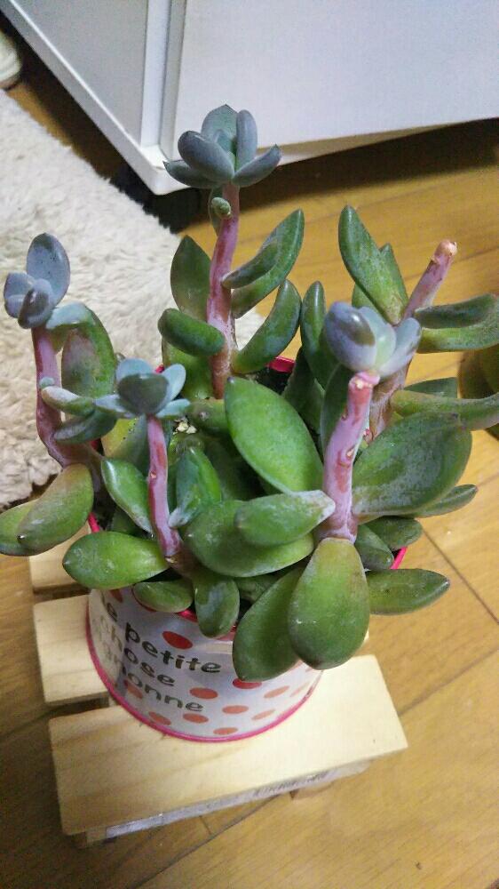部屋の画像 by けぇ~(ちょっとずつ活動中)さん | 部屋と名前を教えて!と多肉植物と誰か教えて下さい☺