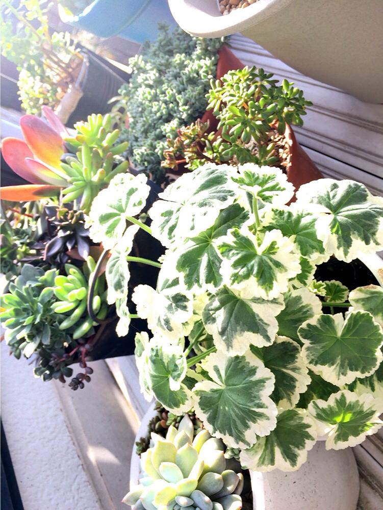 バルコニー/ベランダの画像 by エメラルドgreenさん | バルコニー/ベランダと多肉植物とpicture加工一切無しとわが家の多肉スペースと元気!と植中毒と自己流と朝日とかわいいヤツとええよええよ