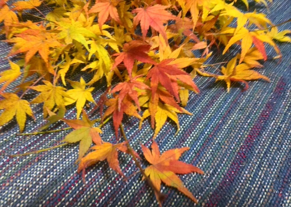 小さな庭の画像 by ふみふみさん | 小さな庭とモミジと今日の一枚と和風の庭と『玄関のお迎え植物』フォトコンテスト